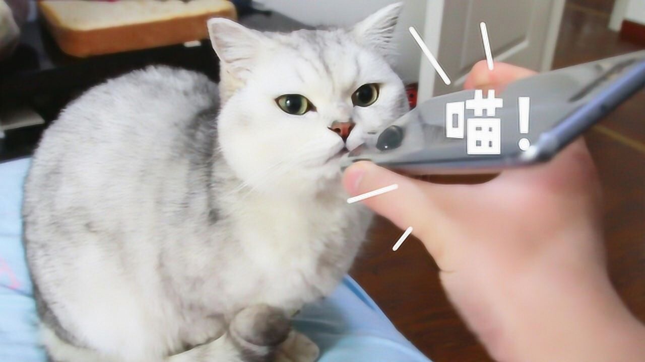 9.3内容简介花花与三猫catlive9.3分· 1.