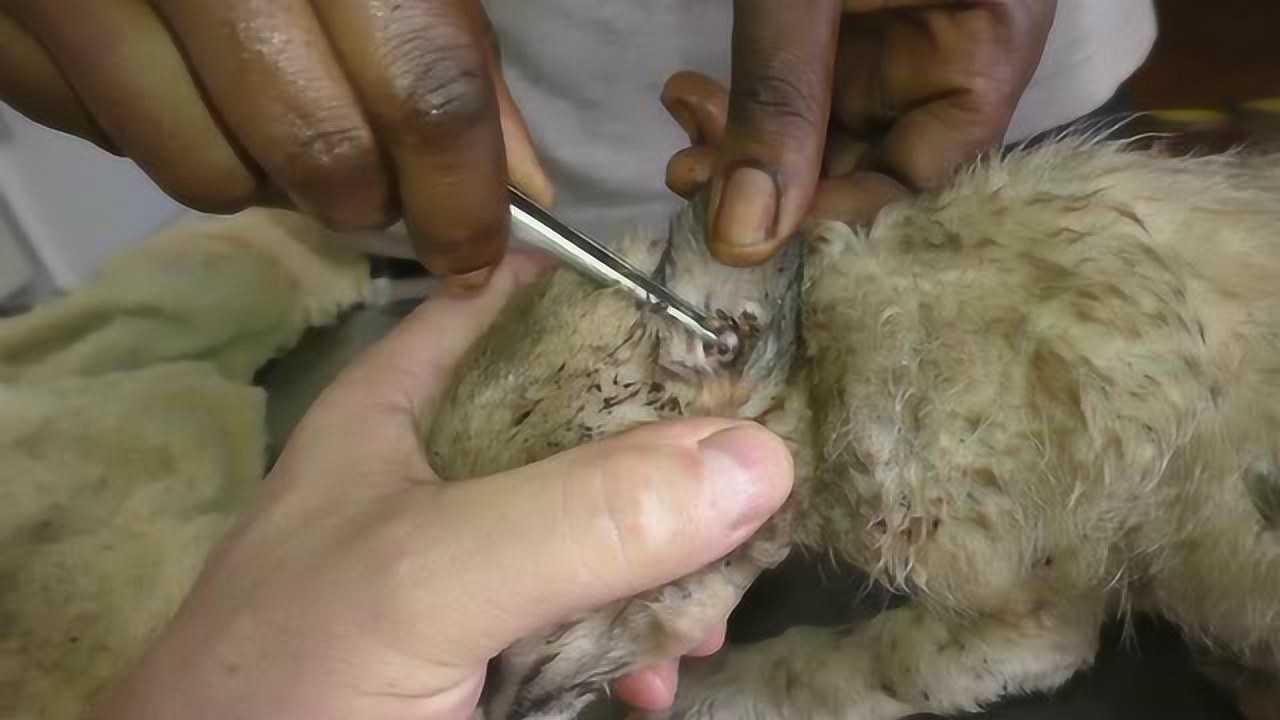 被数百只皮蝇感染的小奶狗,如果是人的话恐怕就没命了吧@ijvbuz