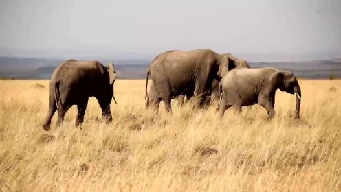 《狂野非洲角马大迁徙之肯尼亚》 地球上规模最大的单个兽群移动