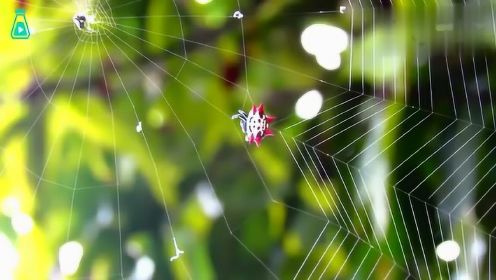 小蜘蛛们织网的过程 这规整的动作 看的莫名有点入迷   ​​​