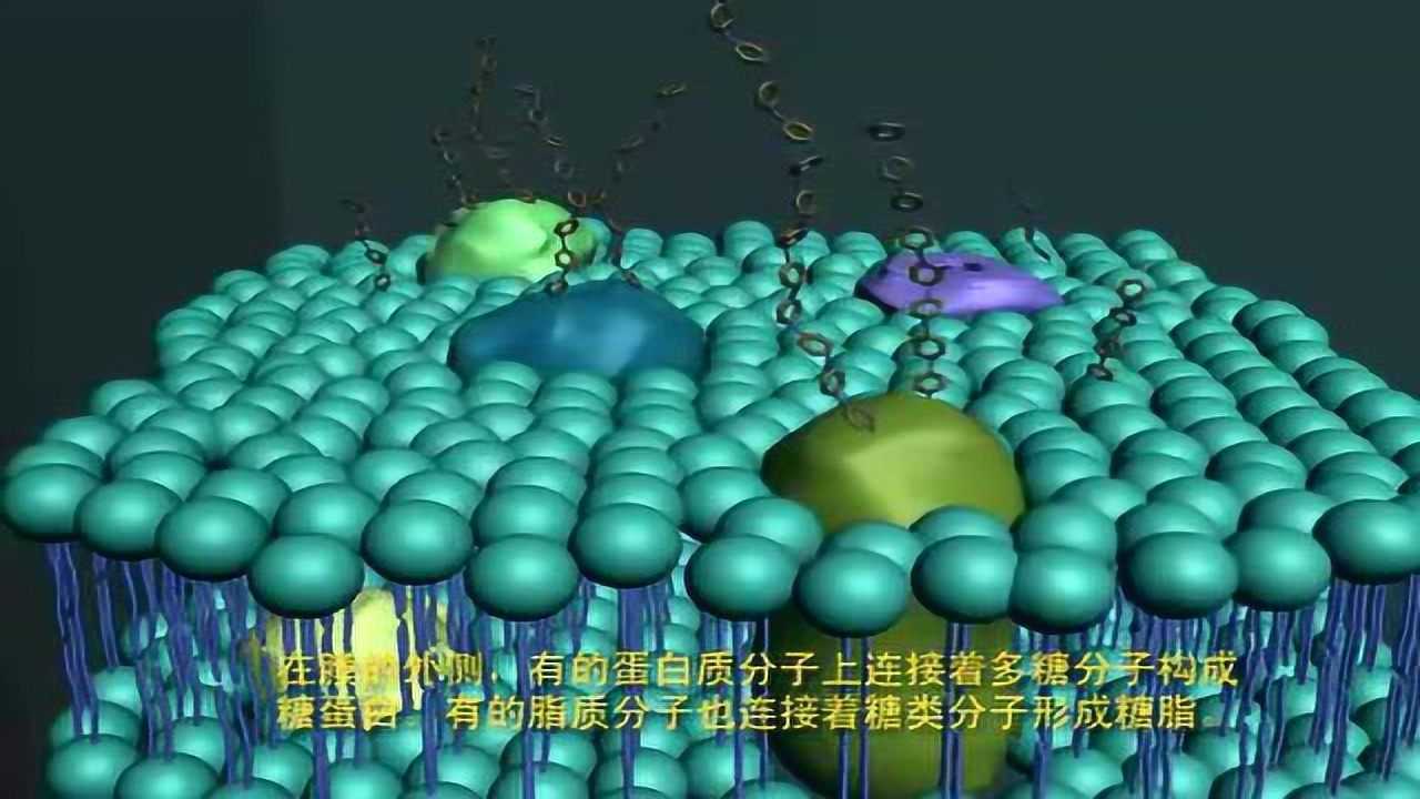 细胞膜流动镶嵌模型3D动画_高清