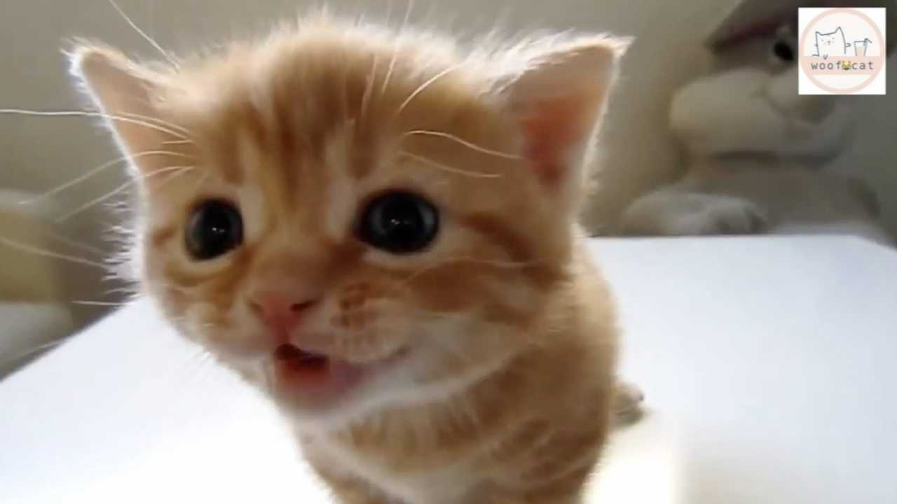 好可爱的猫咪，喵喵喵，叫声好治愈_腾讯视频