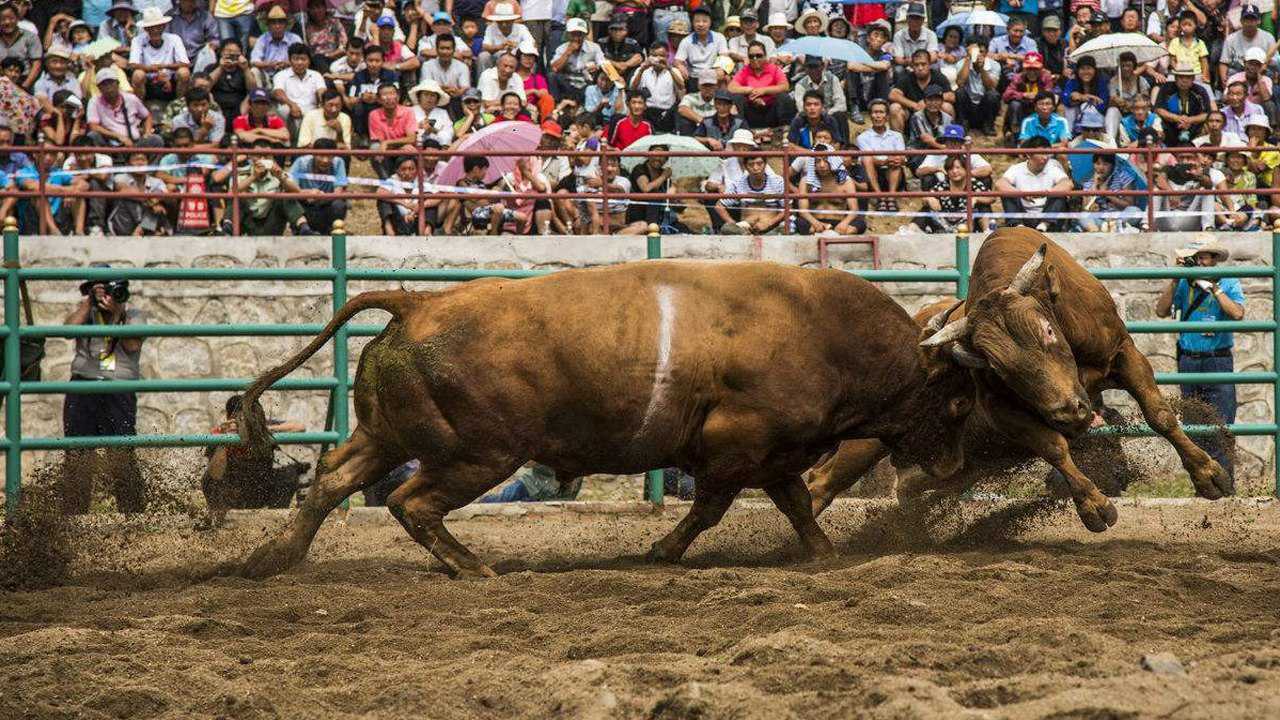 快来看越南斗牛,最凶悍的斗牛!威猛