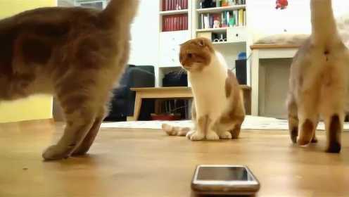 用手机播放猫叫声！猫咪不知所措！