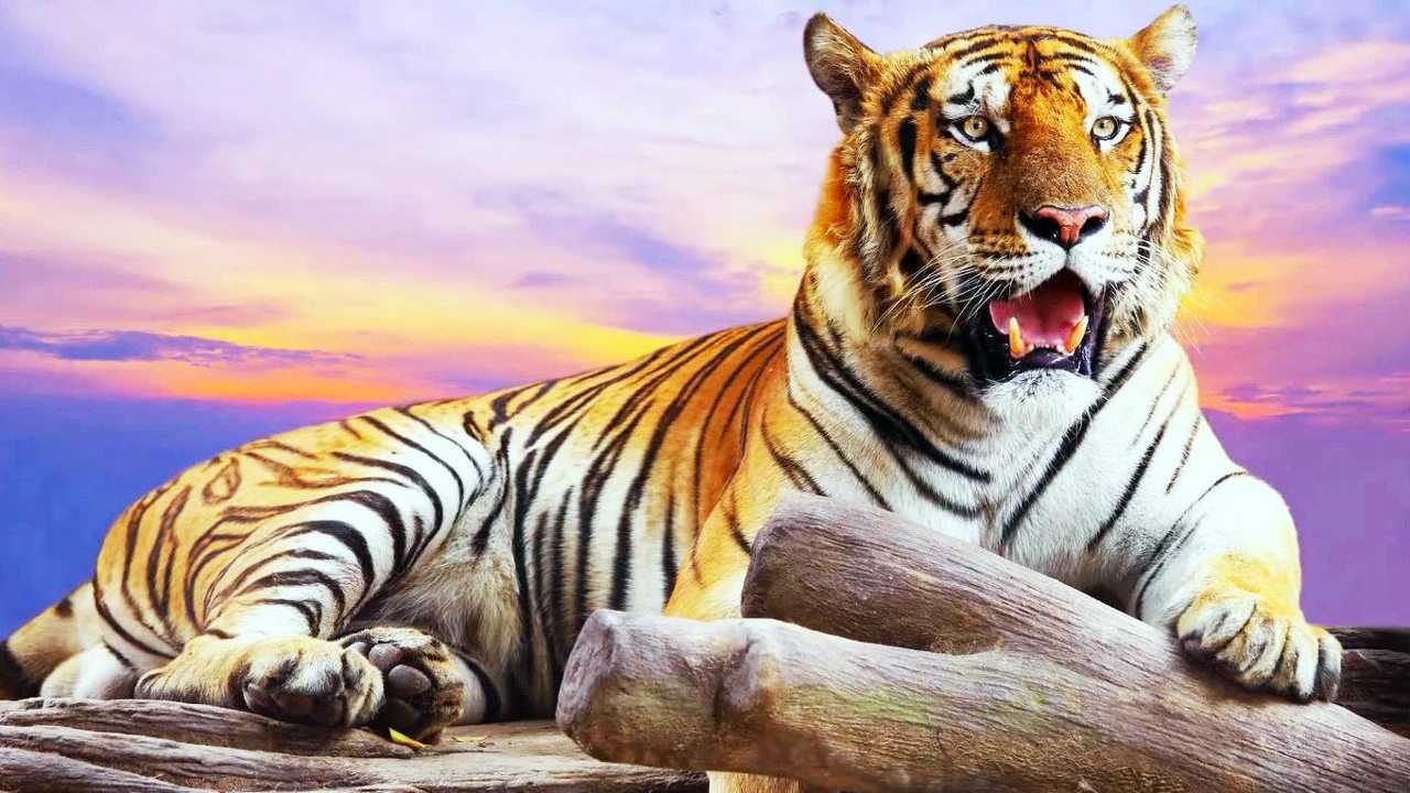 凶猛强壮的猫科动物排行top10