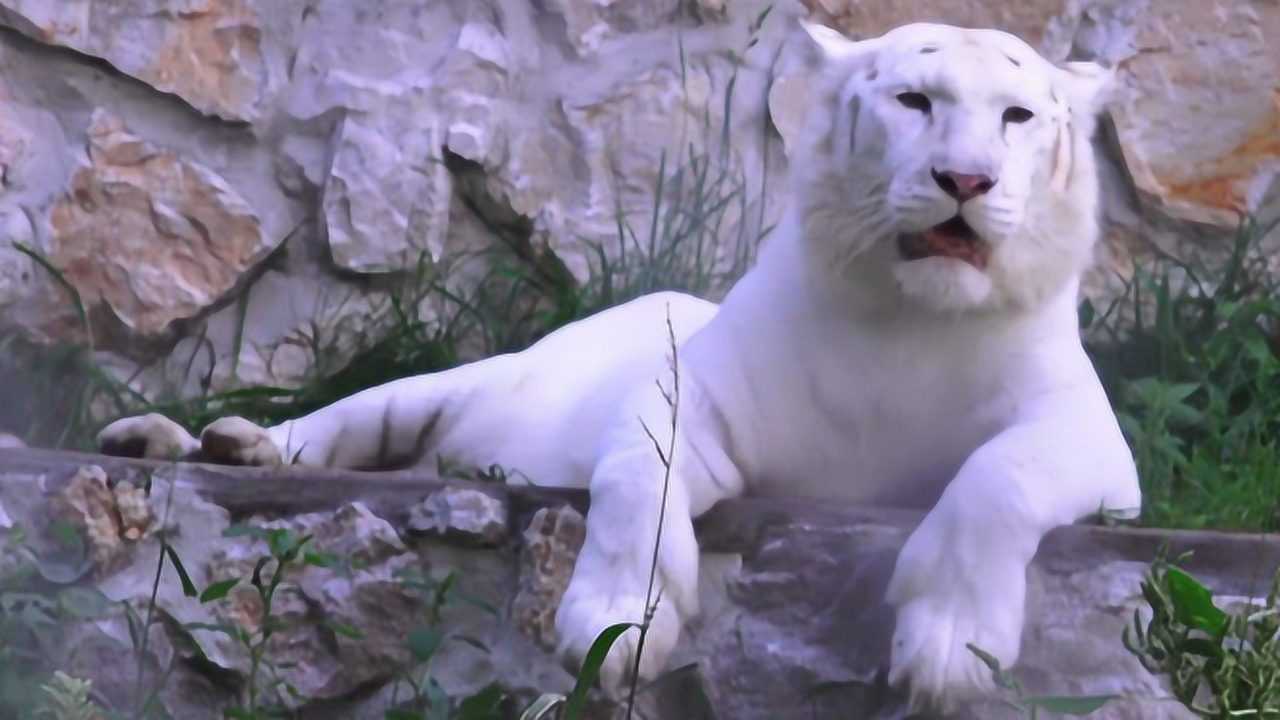 世界上非常珍稀的白老虎,印度奉为神兽国宝,比大熊猫还稀有罕见