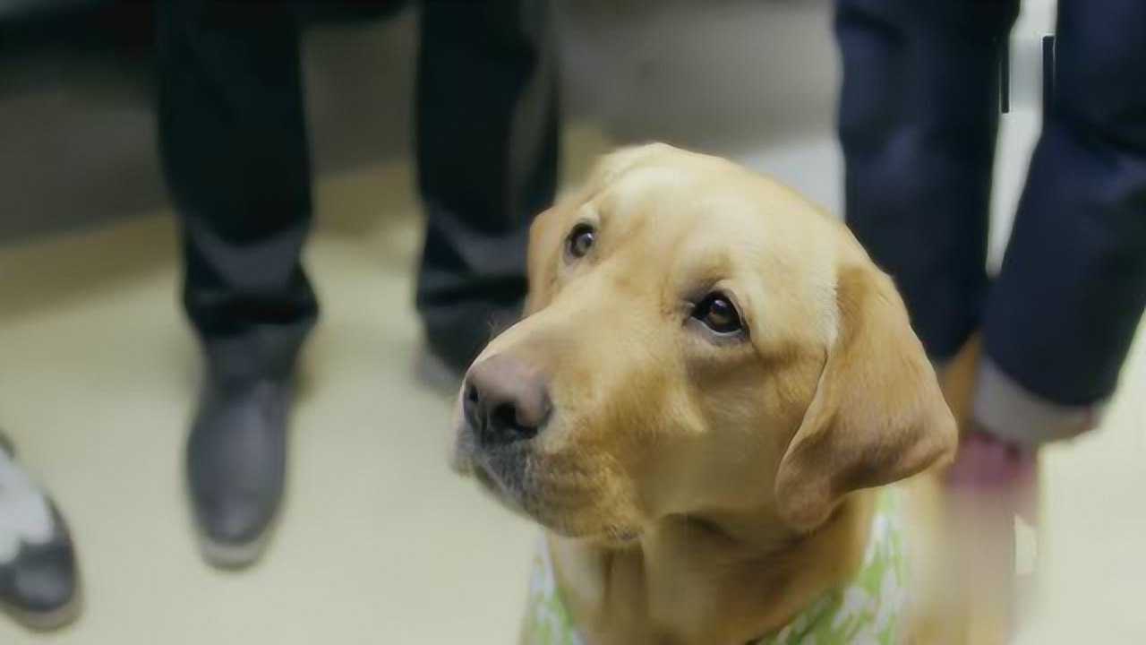 神犬小七:小米受伤严重,吕一丹得知小米实施安乐死才能减轻痛苦!