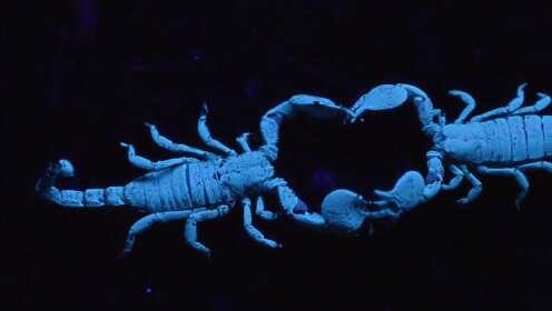 紫外线下的神奇景象 蝎子独特的求偶仪式
