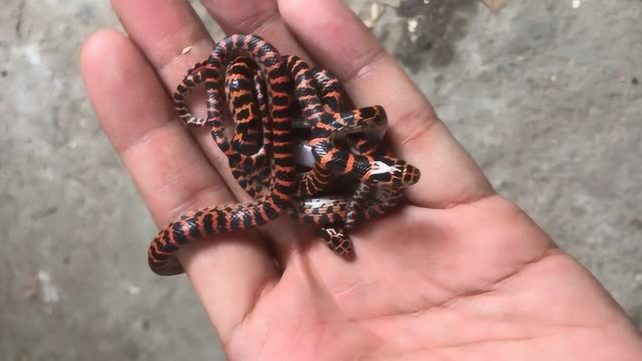 宠物蛇 赤链蛇 无毒