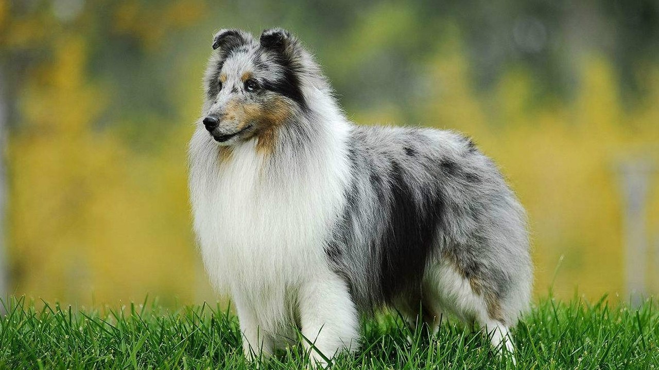 真实的蒙古獒 蒙古利亚草原的草地牧羊犬