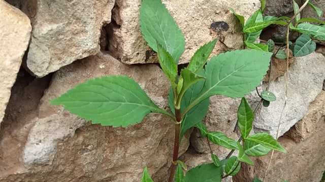 农村一种不起眼的野草,可活血化瘀治阑尾炎,我们叫它"败酱草"