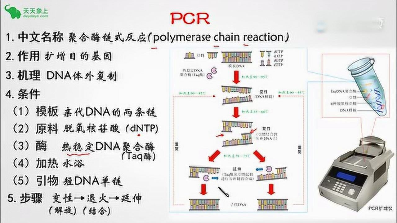 高中生物微课-PCR_腾讯视频