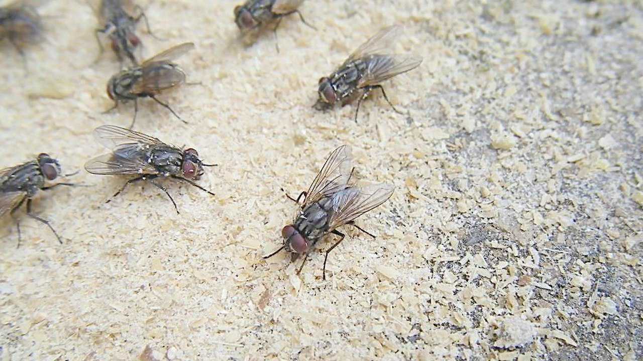 灭苍蝇农村爷爷教我一招,在家自制粘蝇板,轻轻松松粘苍蝇_腾讯视频