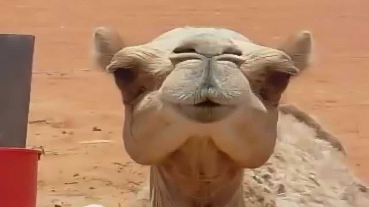 原来骆驼的反刍这么魔性