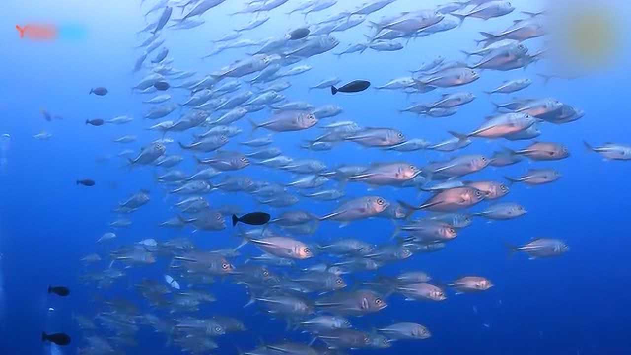 深海视频：鱼群游动的场景，简直太美了！_高清