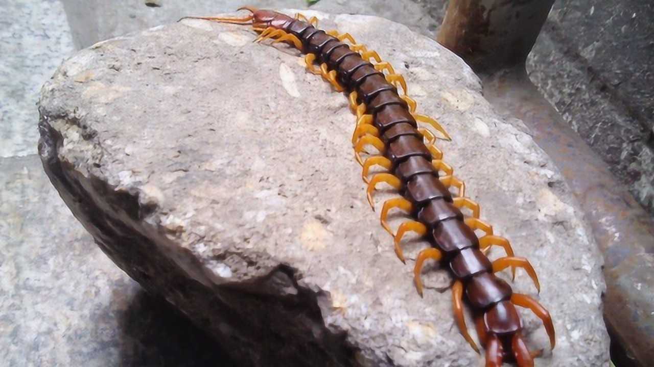 实拍大蜈蚣捕蛇,毒蛇被锁喉