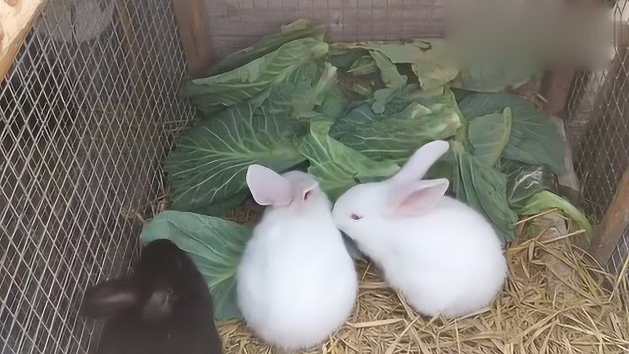 宠物兔怎么饲养_高清1080P在线观看平台_腾讯视频