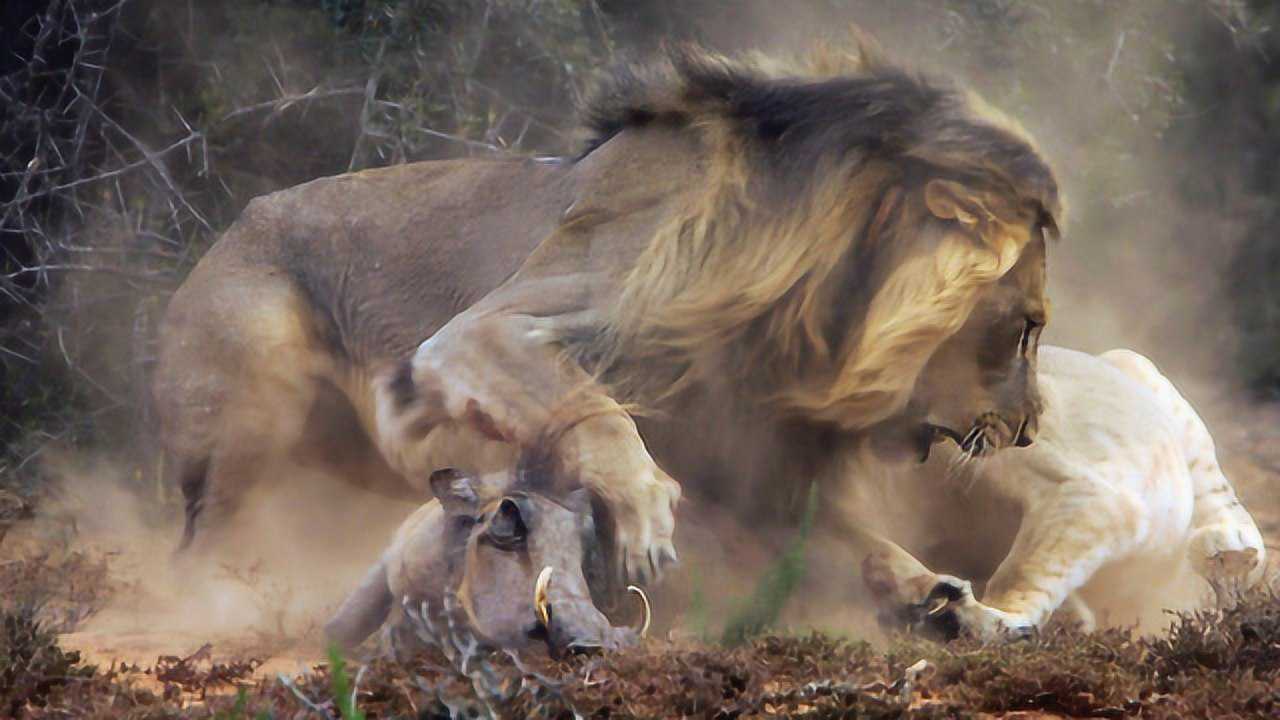 4头狮子半天咬不死一只野猪,老虎一招致死,镜头拍下全过程
