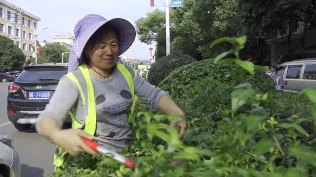 园林工人忙修剪,城区绿化换新颜