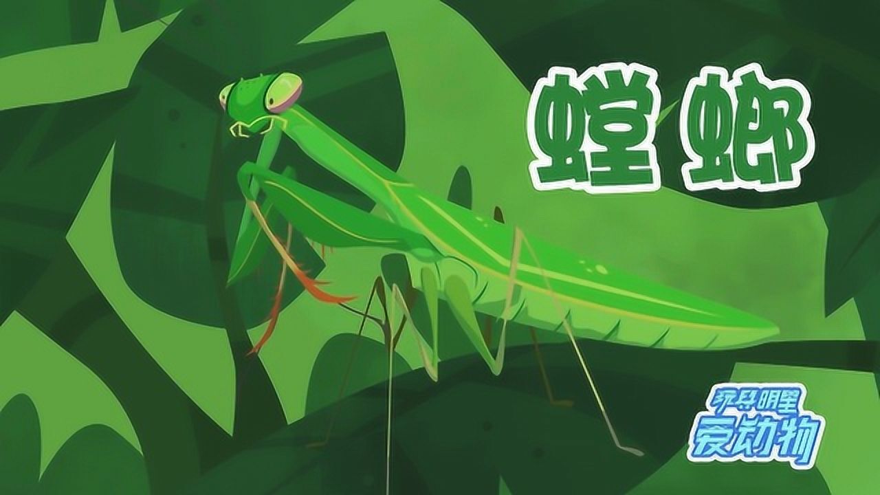 神奇母螳螂竟然会吃掉公螳螂母螳螂竟然是公螳螂的5倍大