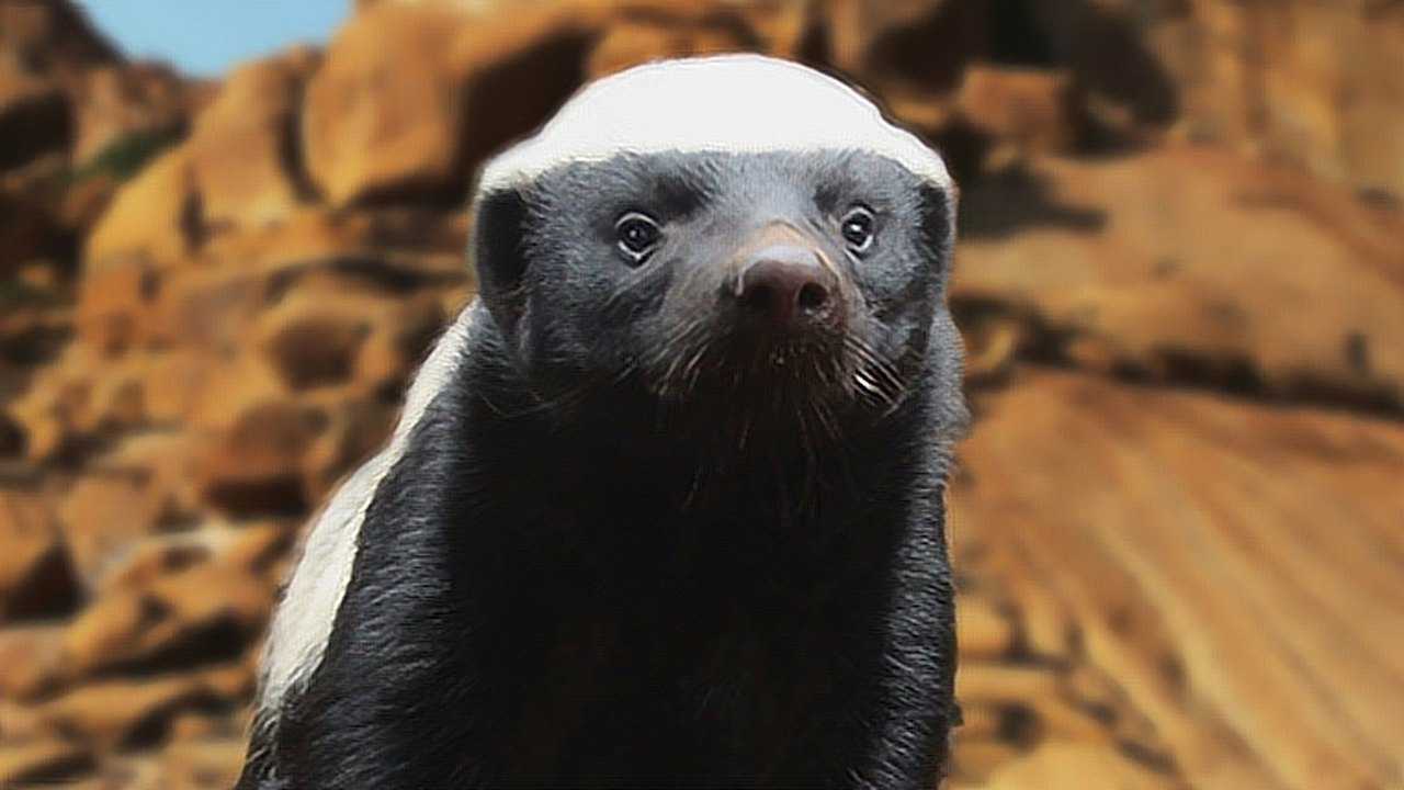 平头哥蜜獾怼天怼地遇到这五种动物照样狠敢怼第一个牛