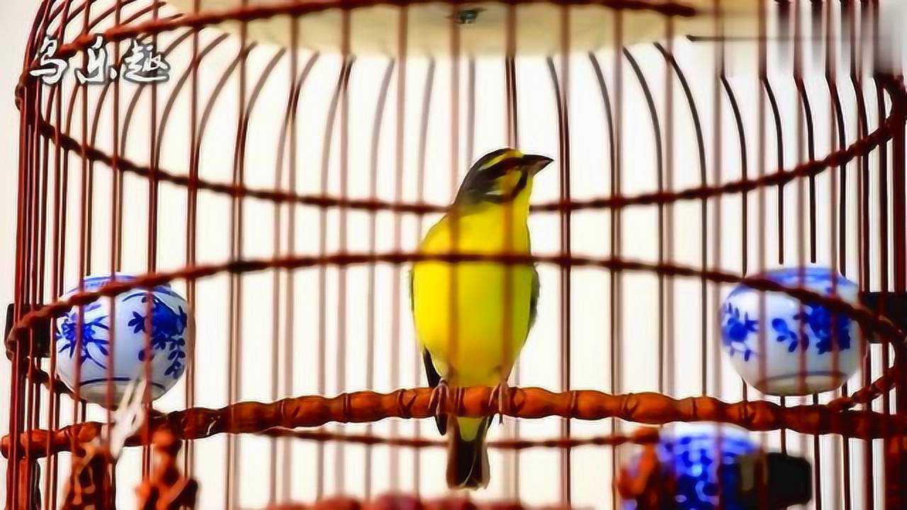 刚从鸟店买来的石燕叫声真是悦耳来听听这美声