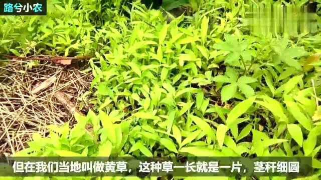 农村一种常见的野草,叶子分明是绿色,为何民间都叫它“黄草”