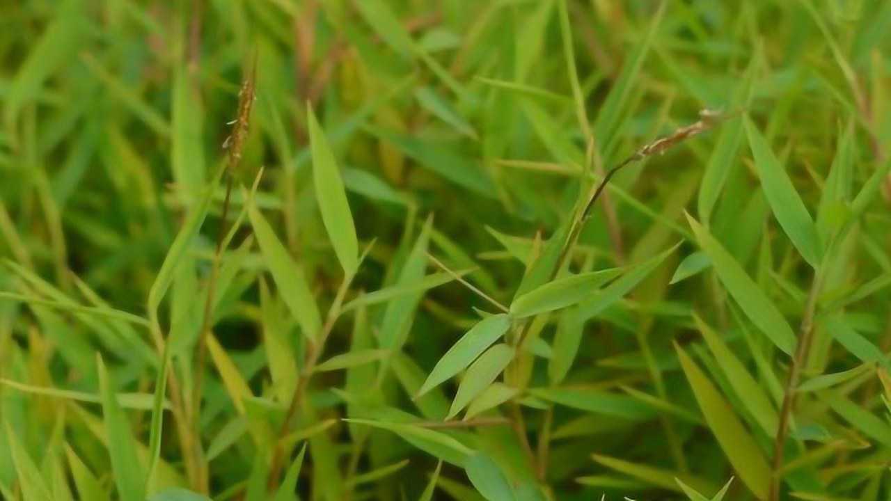 像竹叶草的植物图片图片