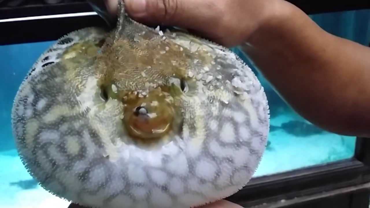 河豚生气的全过程身体从小变大跟充气了一样