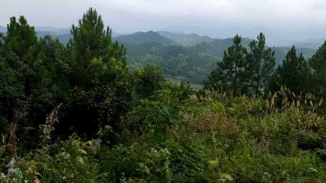 巳酉丑水上堂,风水大师寻龙点穴,阴宅祖坟墓地地理坟地风水教学