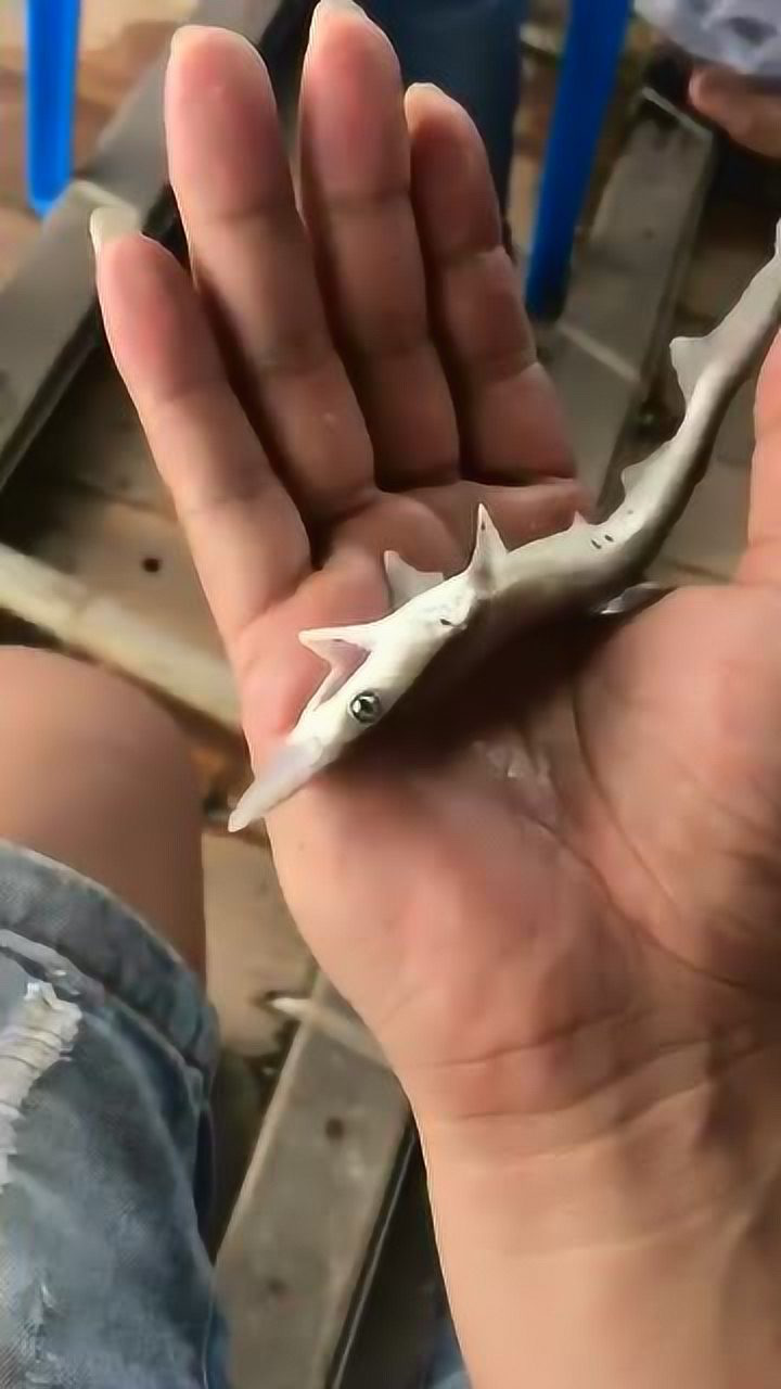 这个是我见过最可爱的鲨鱼,也是最小的鲨鱼