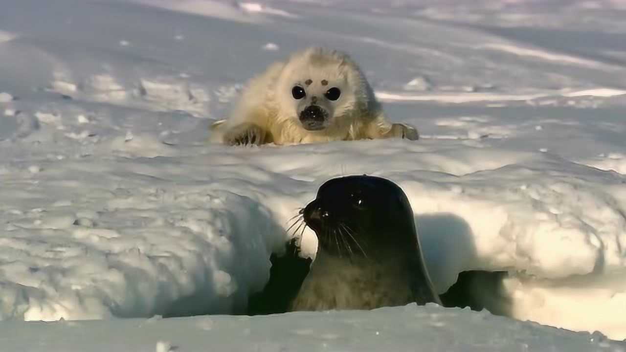 水里太冷毛发没有长好的小海豹到岸上暖和,北极熊趁机攻击