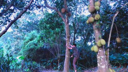 为了吃菠萝蜜，阿远徒手爬上笔直的菠萝树，这早熟的菠萝蜜也很甜