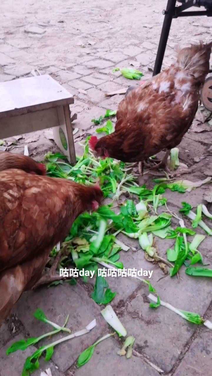 小鸡小鸡吃个青菜你甩什么啊