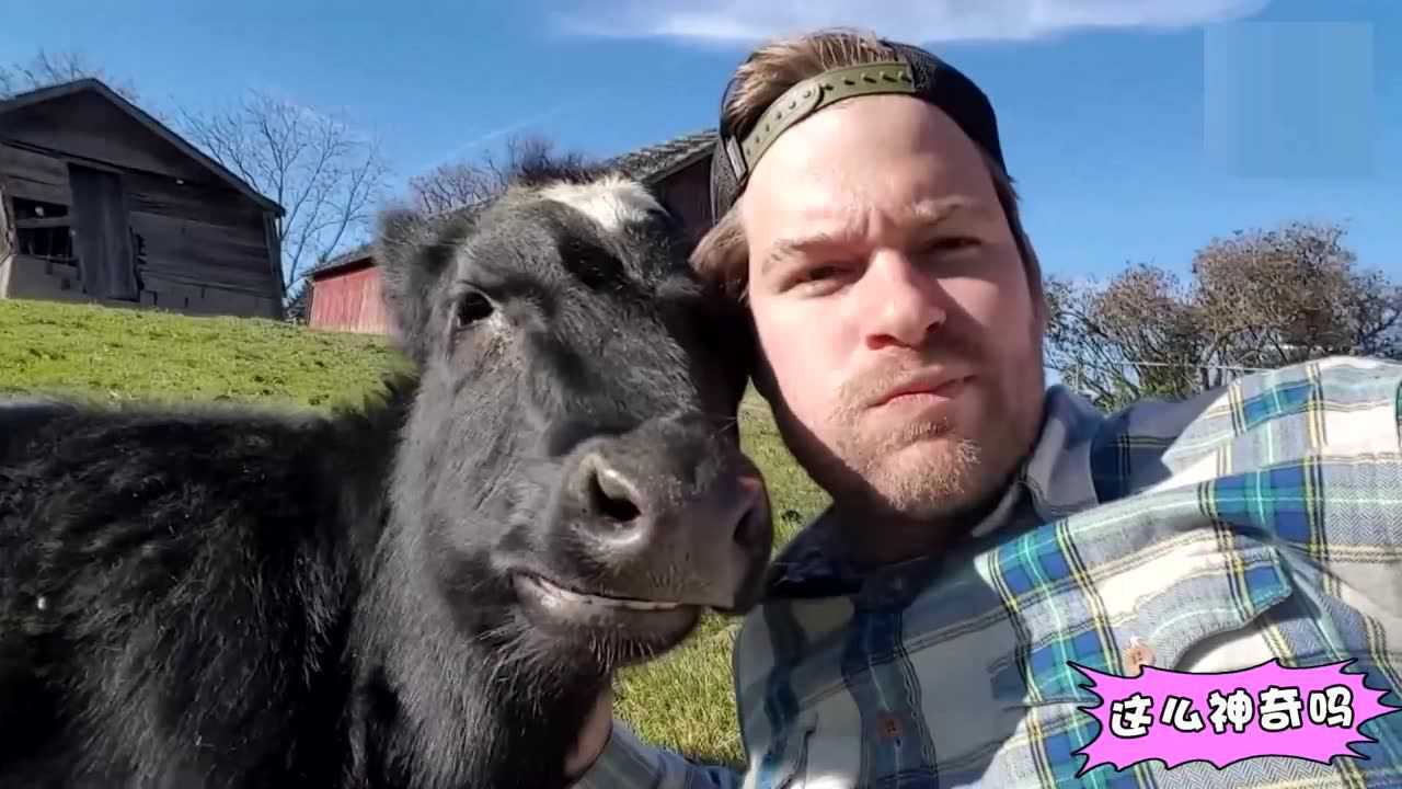 人和动物的暖心时刻 男子和牛合拍好暖