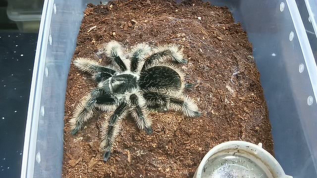 莫名可爱的尼加拉瓜卷毛捕鸟蛛饲养教程_腾讯视频