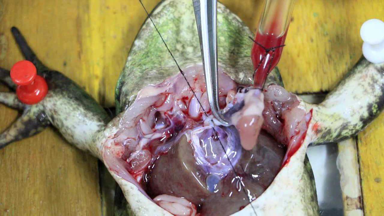 离体蛙心标本的制备