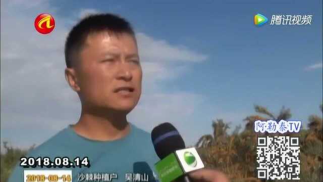 新疆阿勒泰:布尔津县特色沙棘产业助农增收