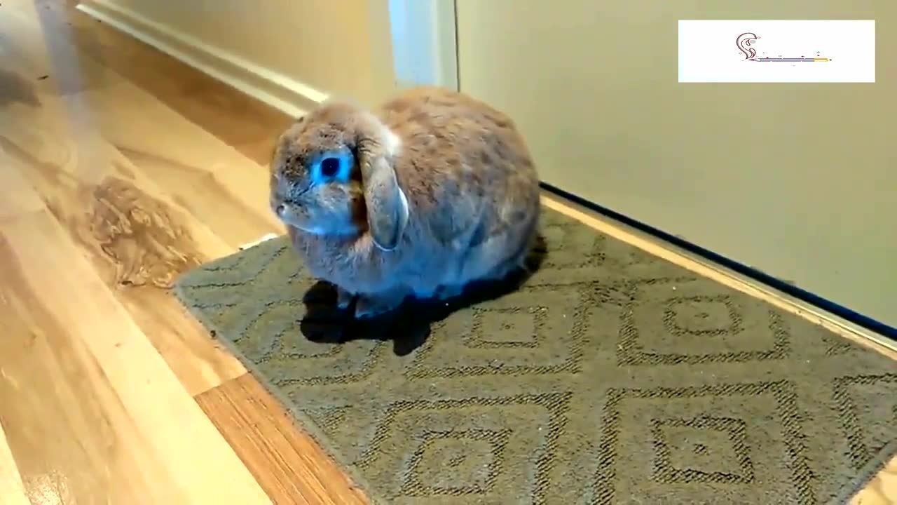 晚上忘记喂兔子,结果这货蹲在主人门口使劲跺脚,太逗了