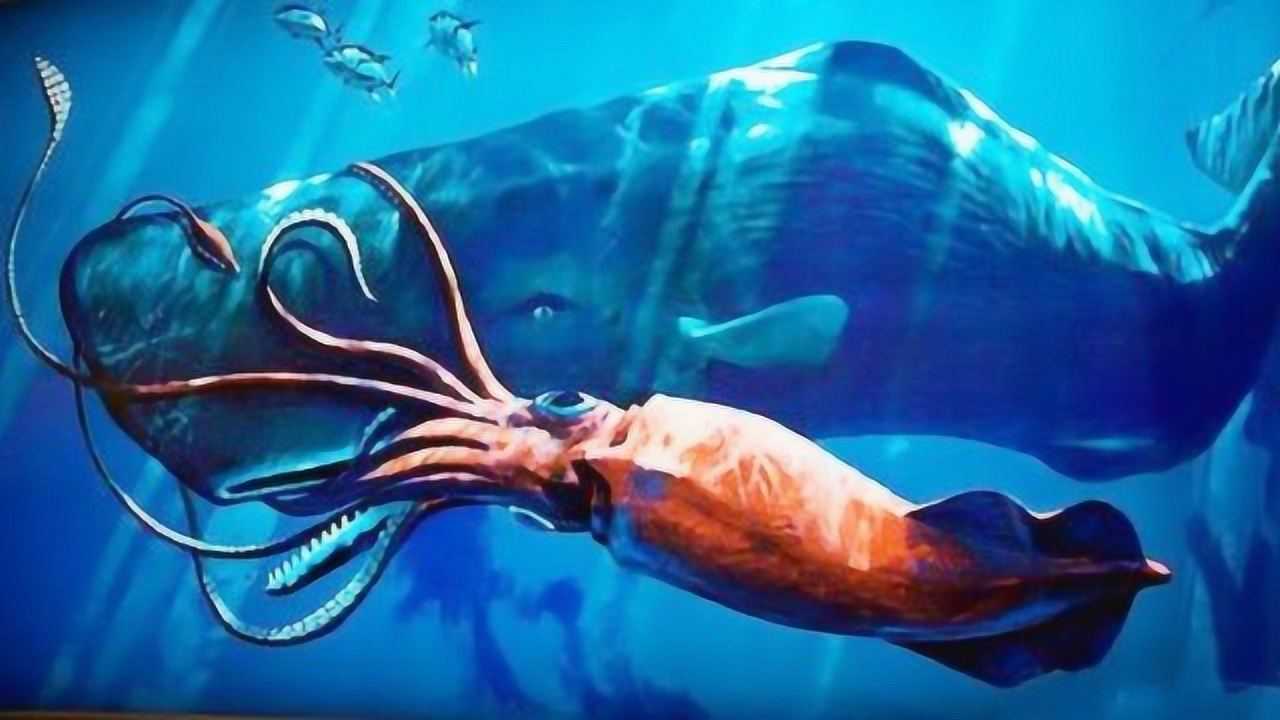 大王乌贼体型庞大战斗力也超强能与鲸鱼进行生死搏斗