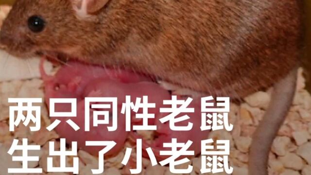 中科院科学家成功用同性老鼠繁殖出幼鼠