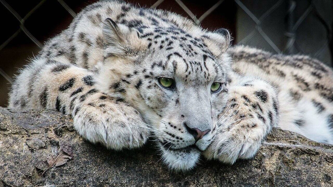 新疆拜城村民麦地旁发现一只雪豹 见人来不慌不忙伸腿翻身