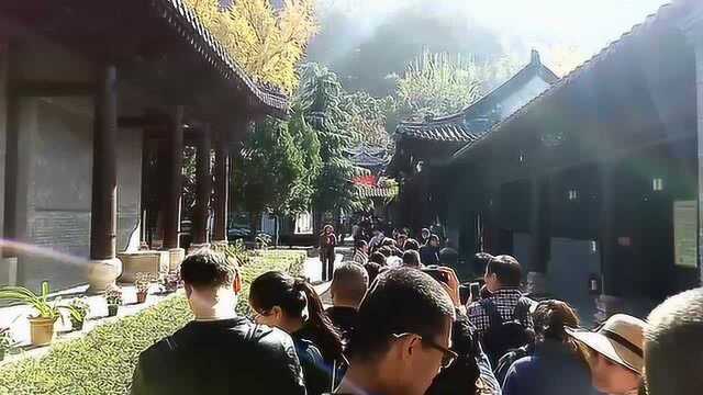 西安古观音禅寺看千年银杏树