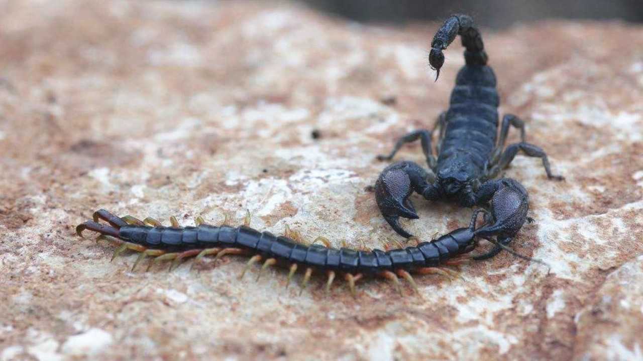 蝎子大战巨型蜈蚣以毒攻毒猜猜谁更厉害