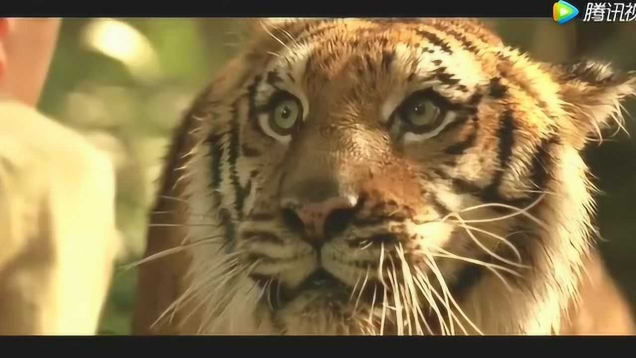 老虎的眼睛电影图片