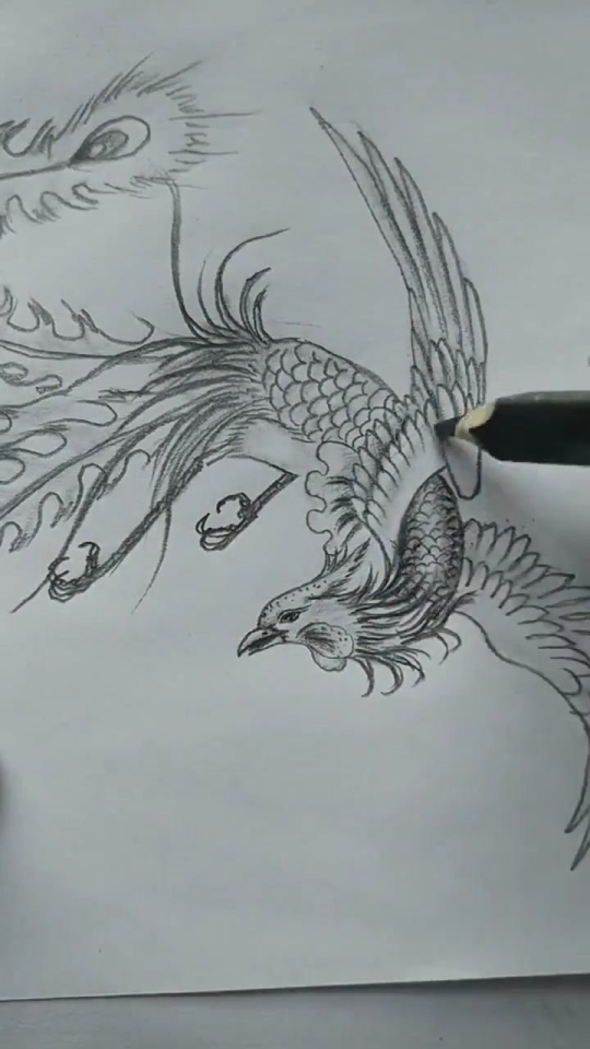 简笔画教你画神鸟凤凰