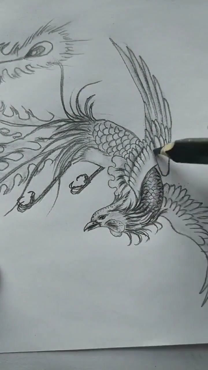 教你画神鸟凤凰_腾讯视频