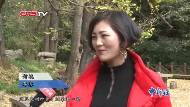 贵州妥乐:古银杏景区让小山村走上国际舞台