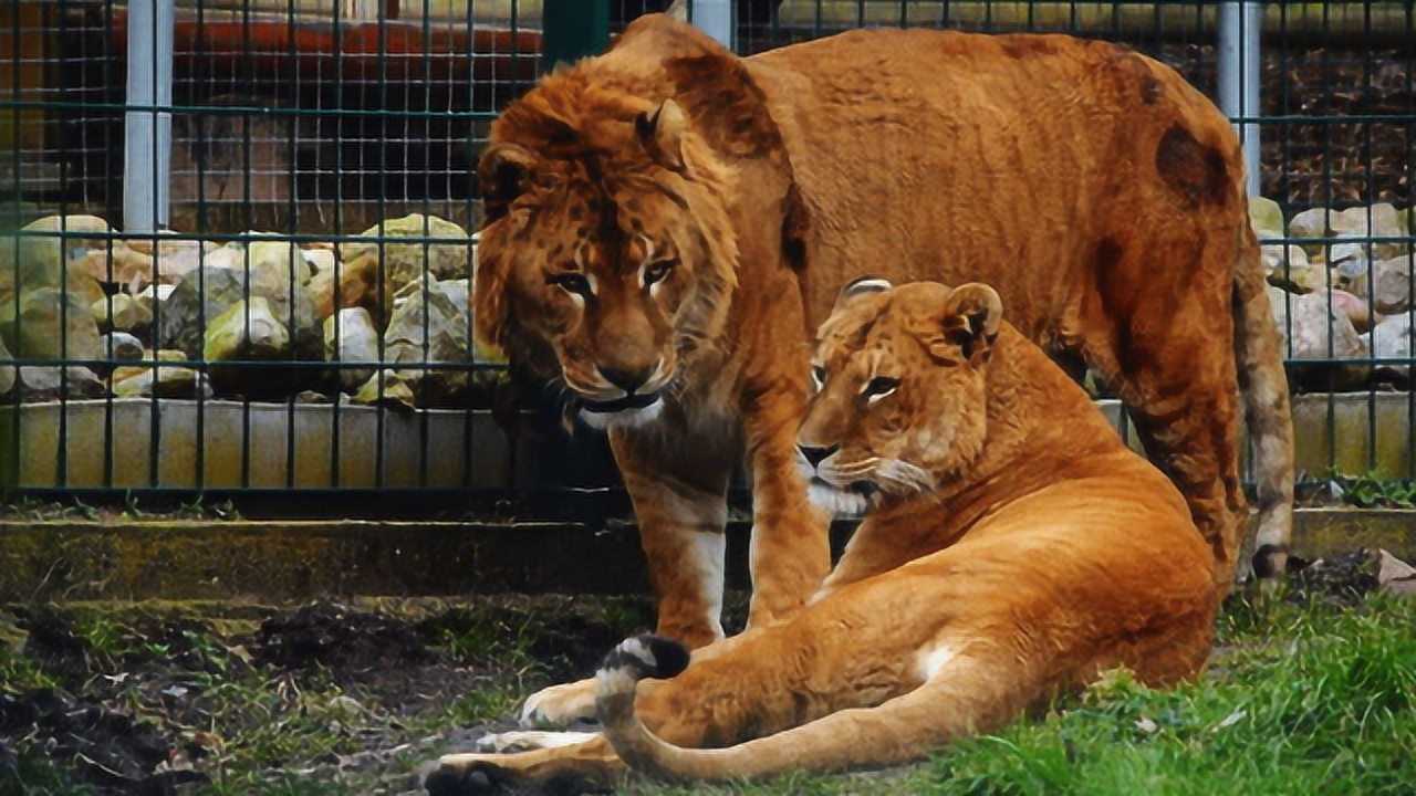 獅虎獸和虎獅獸大比拼哪個更厲害今天總算知道了