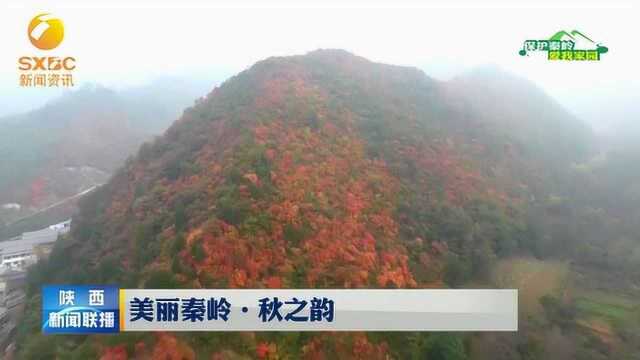 秦岭秋之韵:宝鸡太白 丹枫自点染 山山唯落晖